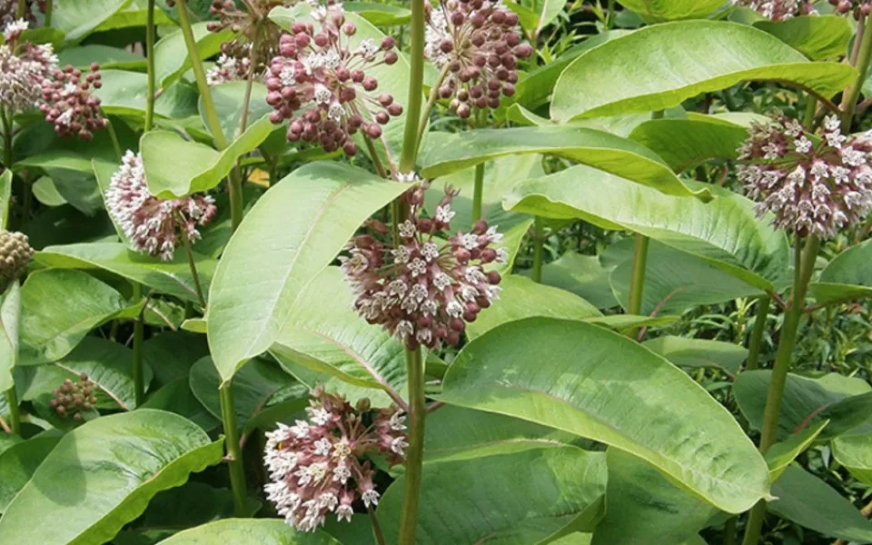 Klejicha hedvábná