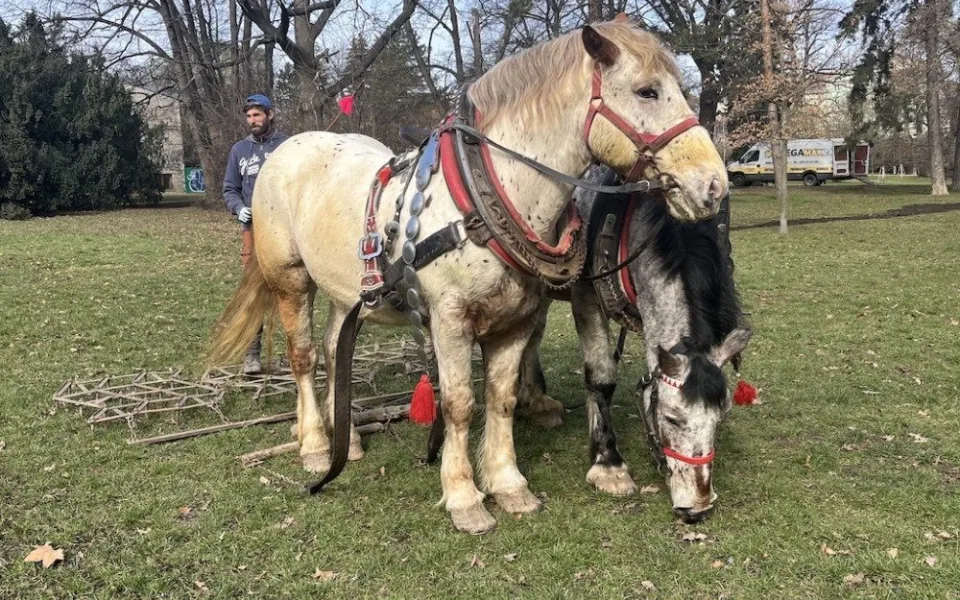 V brněnském parku se proháněli koně. Mají za úkol ozdravit půdu