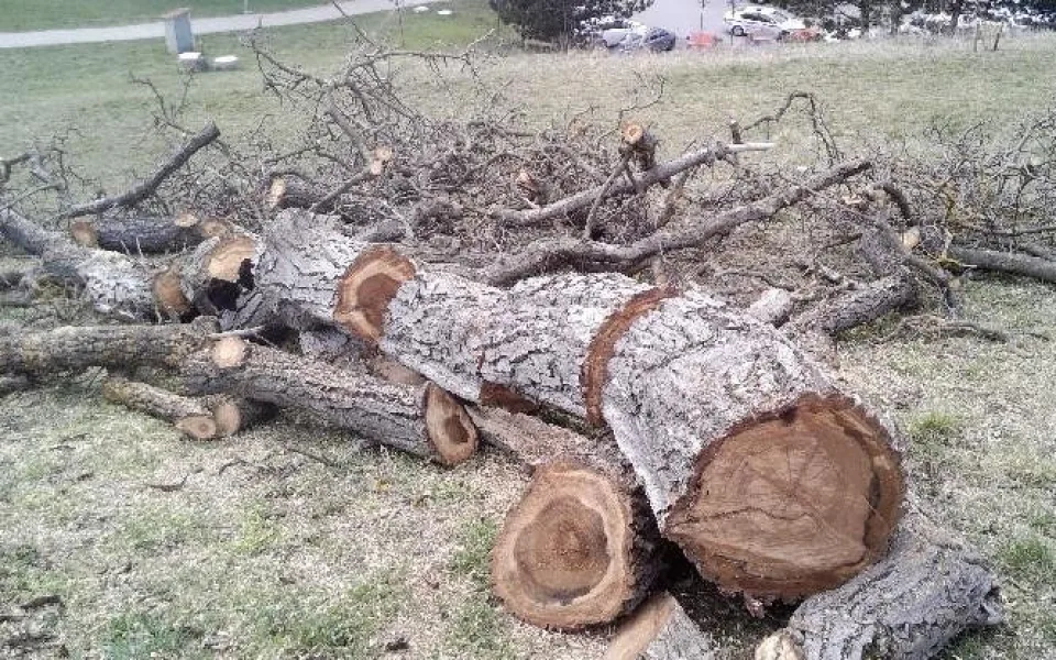 Dítě z Brna kutálelo klády na auta. Nedělám to naschvál, tvrdilo