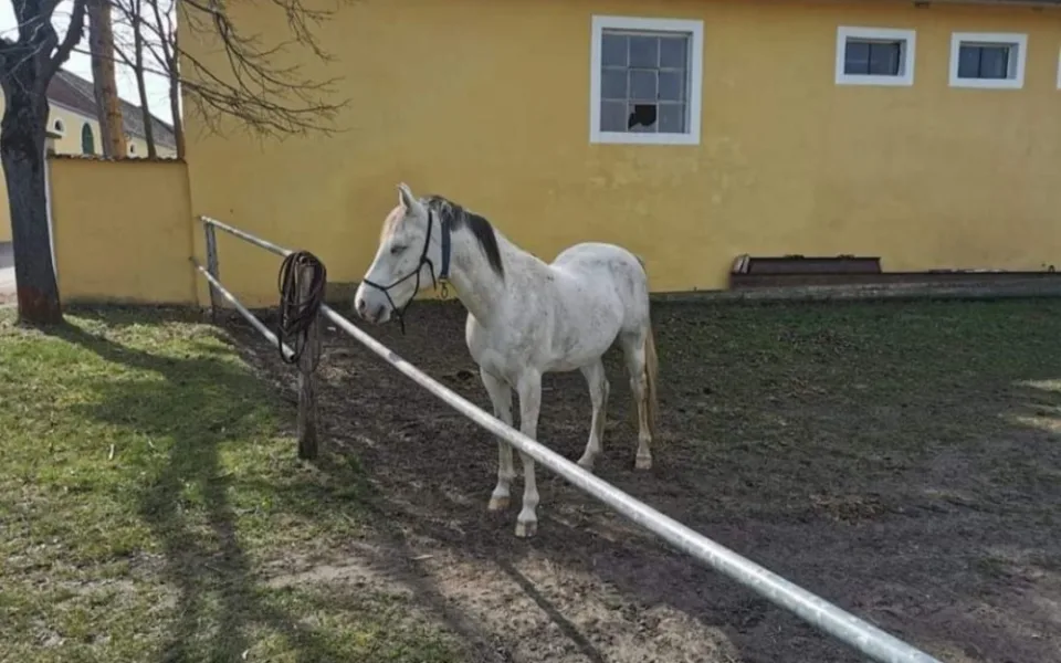 Zaběhnutého koně našli až lidé v Rakousku