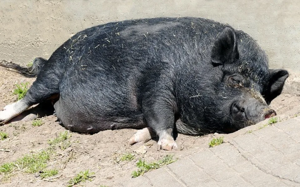 Ilustrační foto.