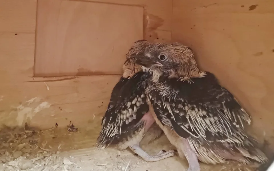 Brněnská zoo přivítala mláďata ohroženého papouška. Jsme nadšeni, radují se chovatelé
