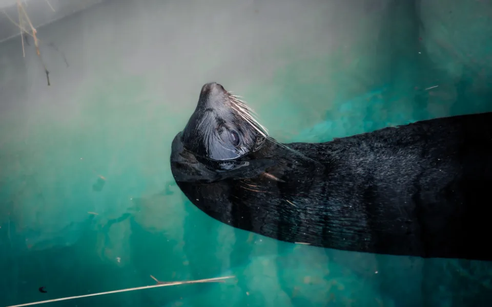 Samec Sema bavil návštěvníky brněnské zoo deset let