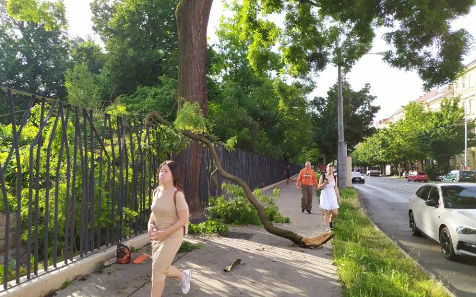 Nemocný strom ohrožuje chodce, měl by být pokácen, zní z Botanické zahrady