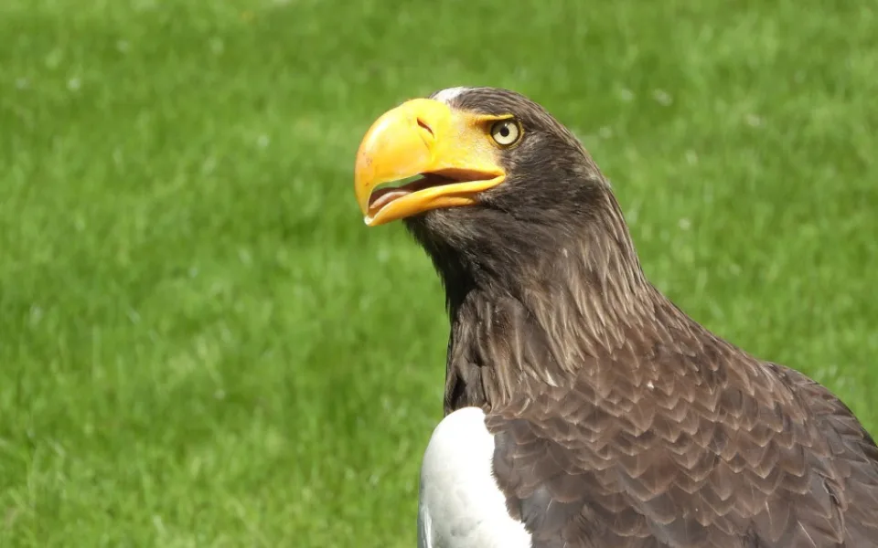 Orli v brněnské zoo ohrožuje skála. Čeká je přesun do bezpečí