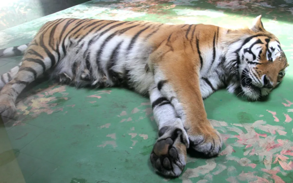 Zvířatům v zoo na jižní Moravě je vedro. Pomáhá mražené krmení a sprchy