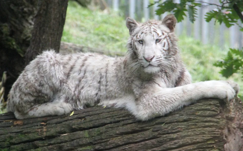 Bílá tygřice zmizí z hodonínské zoo. Poputuje do Německa