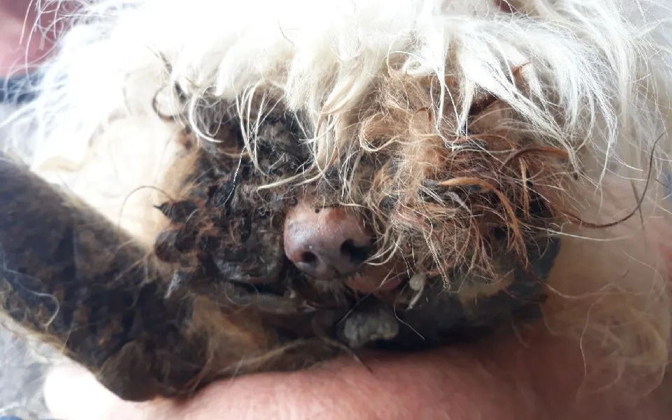 Veterináři hlásí otřesný případ z Blanska. Utýraného psa museli utratit  