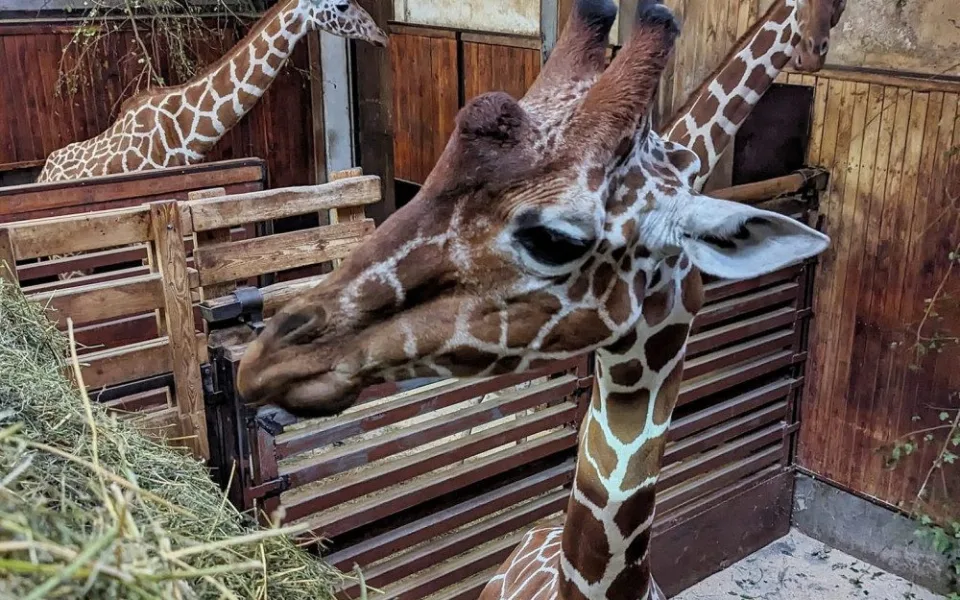 Zoo Brno přivítala nového žirafího samce. Na Khariho čekali dva roky