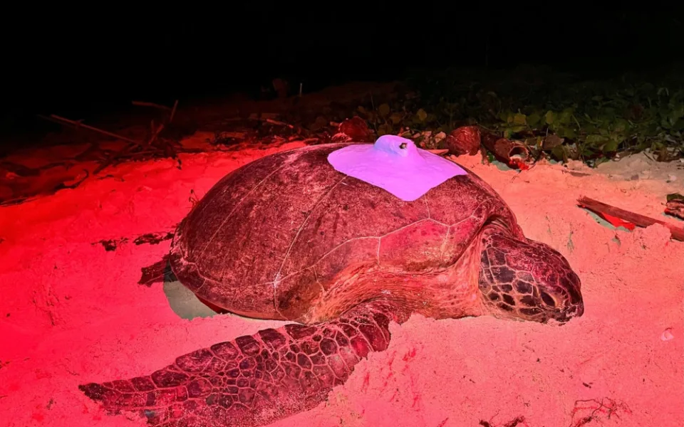 Mořské želvy se prohání s vysílačkami oceánem, zoologové mapují jejich migraci