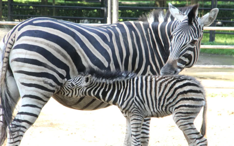 V Hodoníně obšťastňuje lidi mládě zebry. Ze zoo ale časem půjde pryč