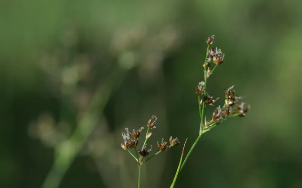 Botanici v Podyjí našli vzácnou rostlinu.