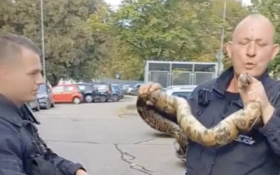 Po Brně se plazil hroznýš. Do pytle s tebou, rozhodli strážníci
