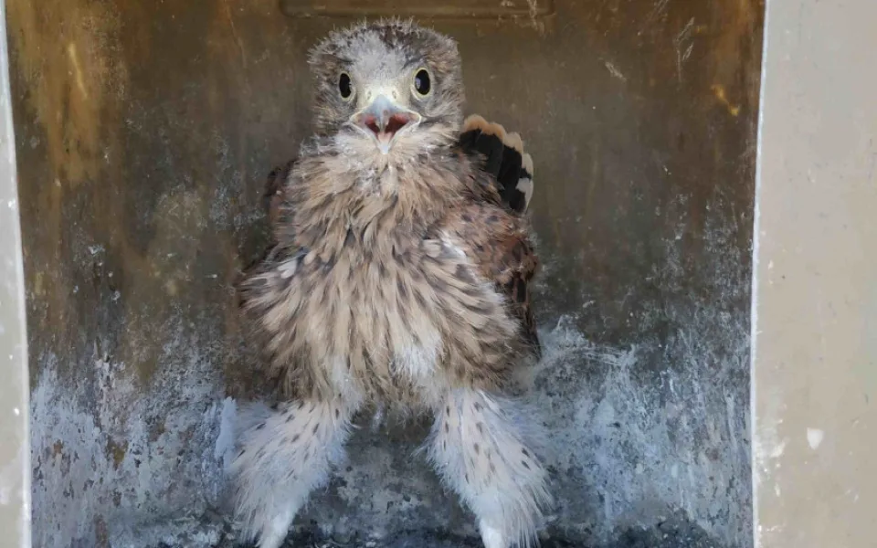 Dravci na jižní Moravě udělali radost zemědělcům. Do boje s hraboši přibylo dvě stě ptáků