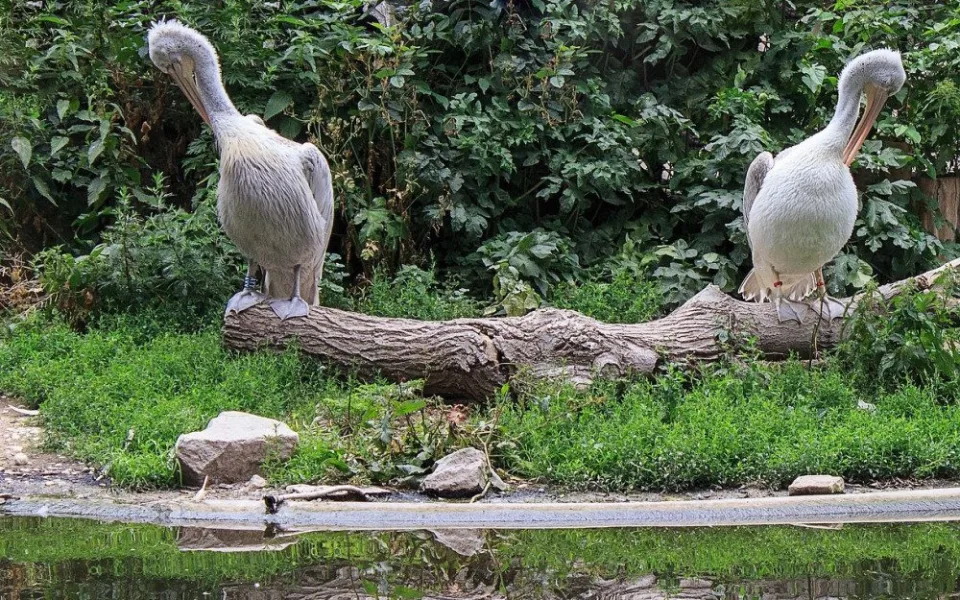 Zoo v Brně chce pelikány. Ptáci nahradí lachtany