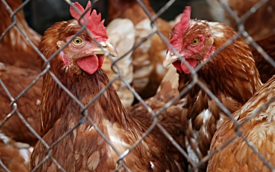 Na jižní Moravě podezřele umíraly slepice. Veterináři u Vyškova odhalili ptačí chřipku