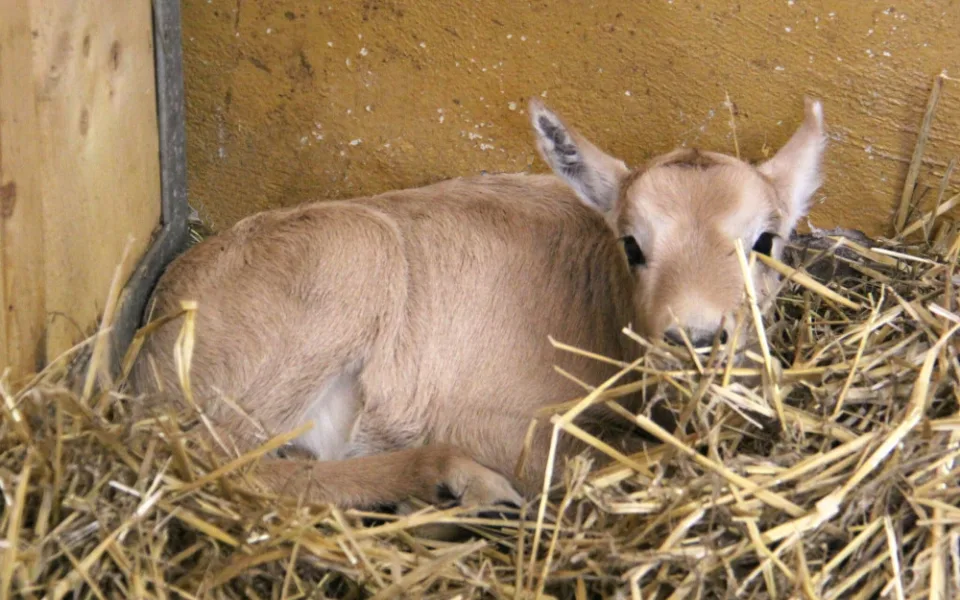 V Zoo Hodonín přišlo na svět mládě vzácného přímorožce arabského