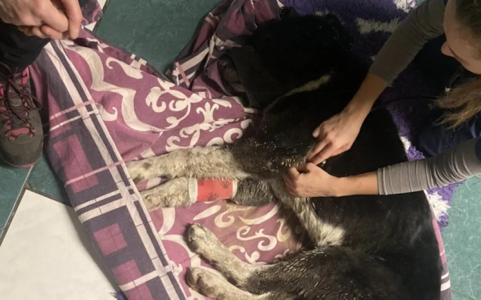 Pes, kterého někdo střelil do hlavy a pohřbil zaživa, se na brněnské veterině zotavil a půjde domů