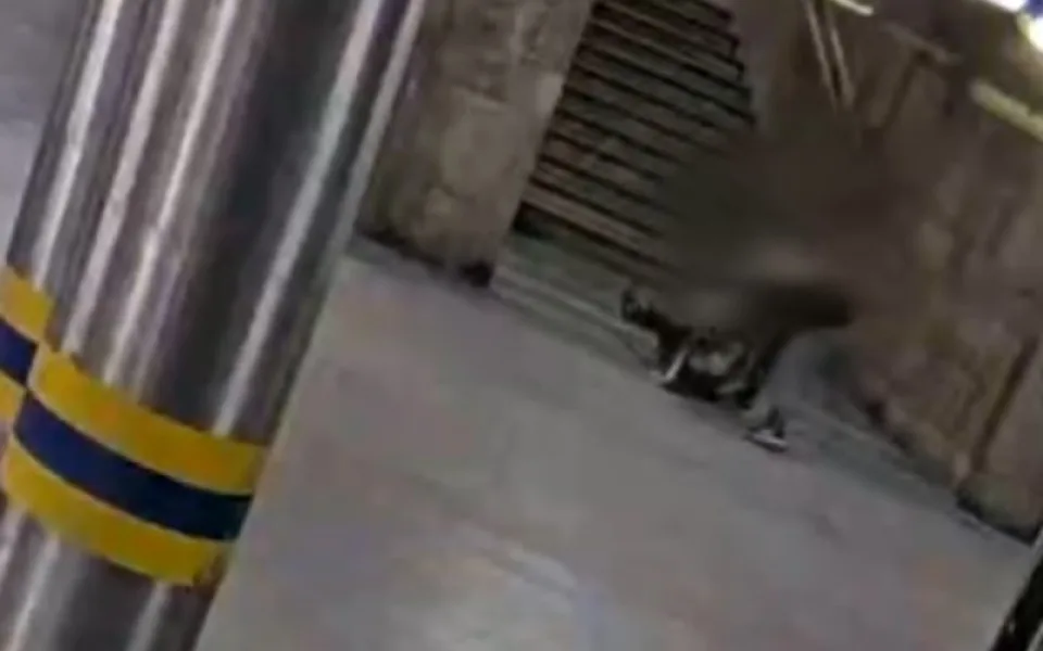 VIDEO: Mladík v Brně omotal ženě šálu kolem krku. Vláčel ji a mlátil s ní o zem