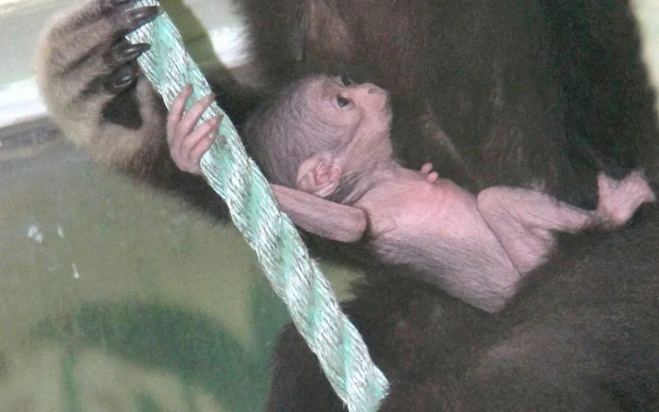 V hodonínské zoo se narodilo roztomilé mládě gibona. Matka si ho pečlivě hlídá