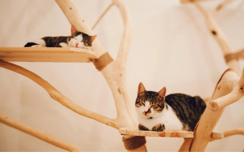 Kočičí kavárnu bez adopcí bychom dělat nechtěli, říkají majitelé brněnského Pelíšku