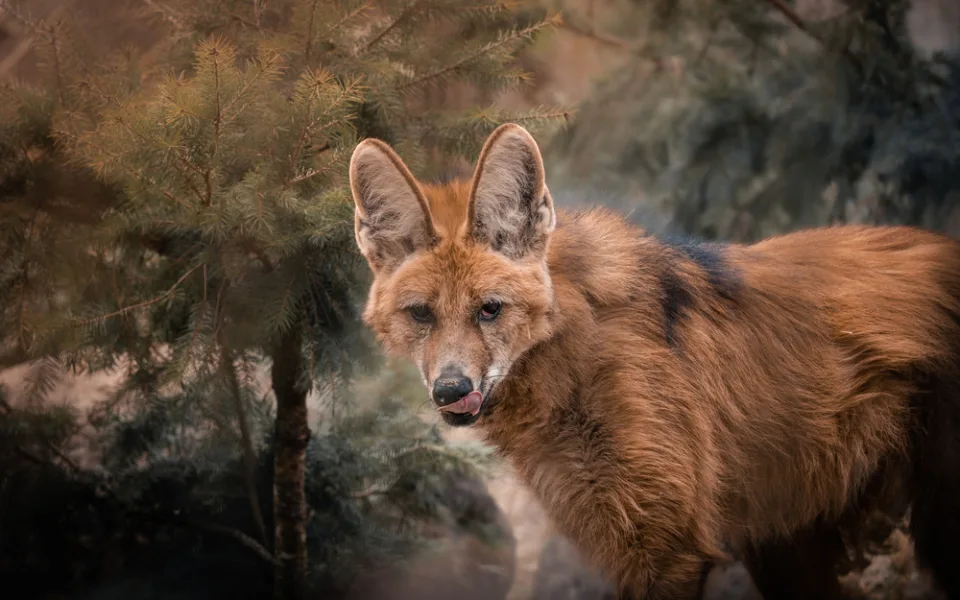 Brněnská zoo přivítala rezavá vlčí trojčata. Fena to zvládá skvěle, radují se chovatelé