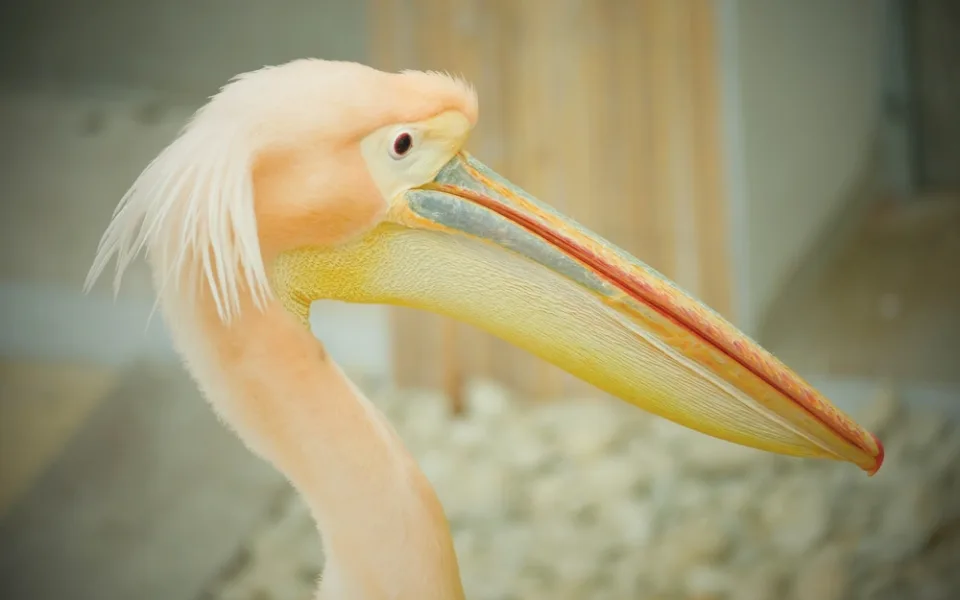 Brněnská zoo se dočasně ujala pelikánů z Hluboké. Opeřenci se na jižní Moravu vrátili po třiceti letech