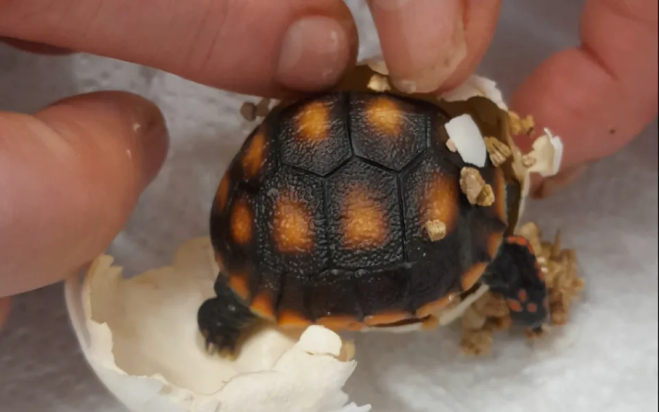 V hodonínské zoo se narodilo první mládě jihoamerické želvy. Brzy očekáváme sourozence, říkají chovatelé