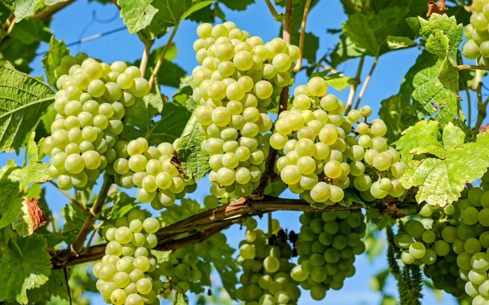 grapes-2656259_1280