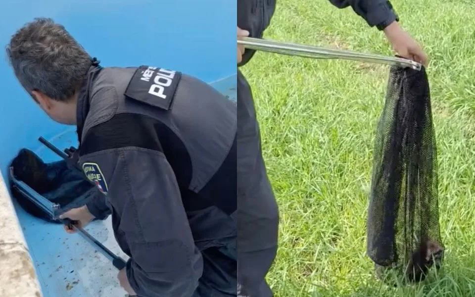 VIDEO: Lidé se báli křečka, který spadl do jejich prázdného bazénu a pak výhružně skákal