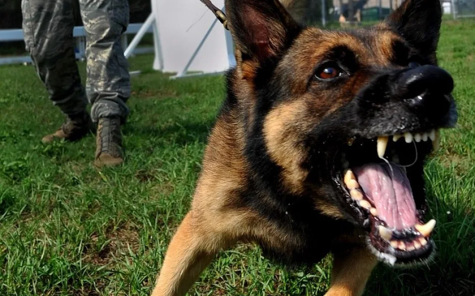 dog-86422_1280