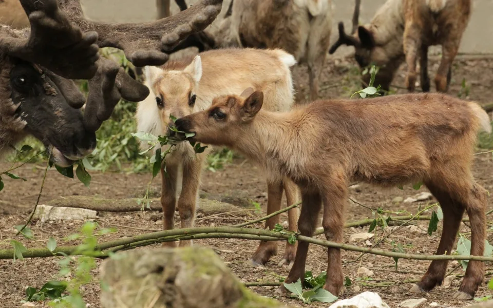 2013-05-19-rangifer-tarandus