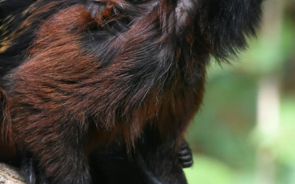 V Zoo Hodonín se narodil první tamarín sedlový. Spatřit ho lze jen se štěstím, rodiče si ho hlídají
