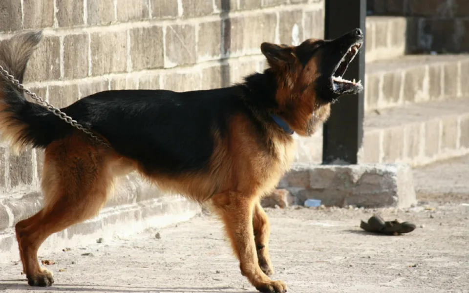 size3-16081341947706-239-policistu-pokousal-pes-branit-se-musel-sluzebni-zbrani