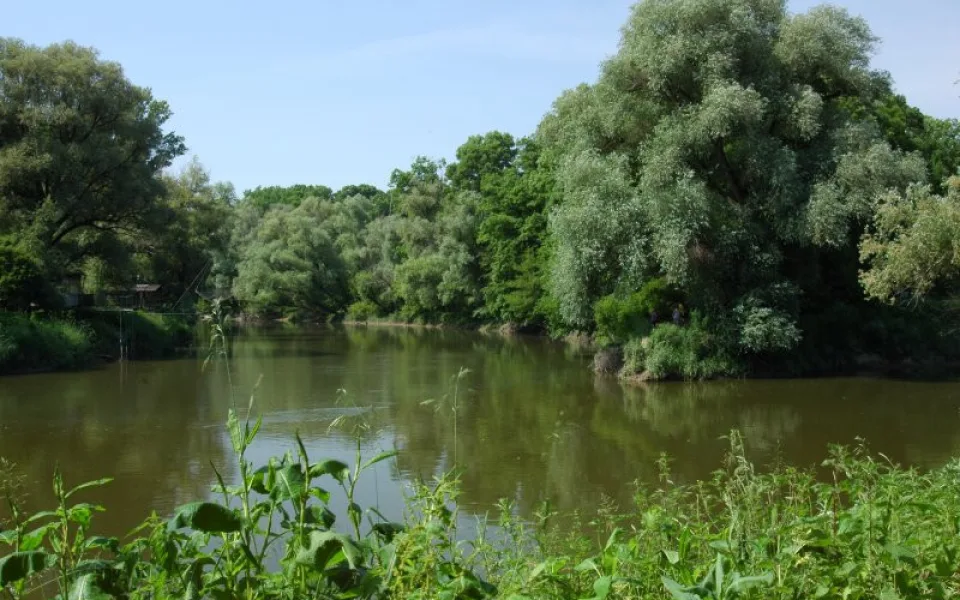 Odborníci chtějí zachránit Moravskou Amazonii. Lesy u Dyje nejspíš budou chráněná krajinná oblast