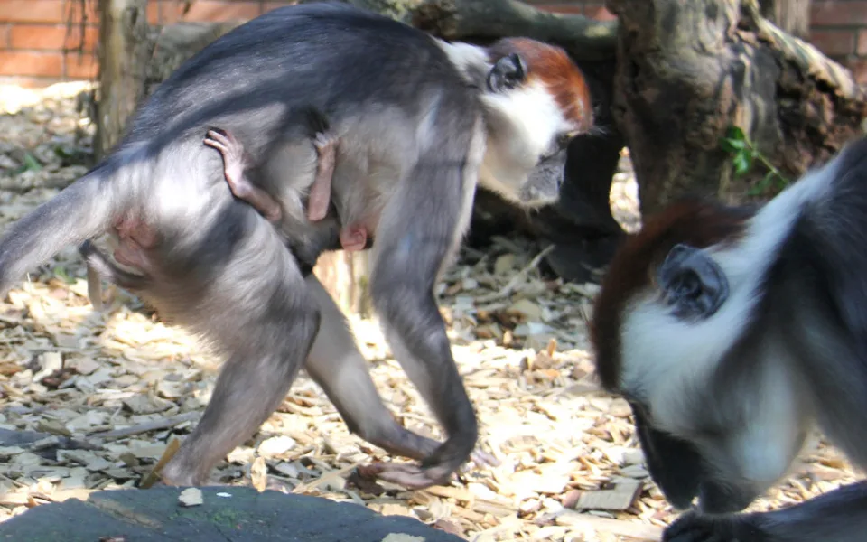 V hodonínské zoo se narodila ohrožená opička