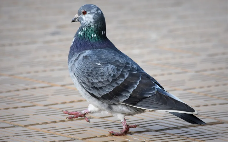 pigeon-2040666_1280