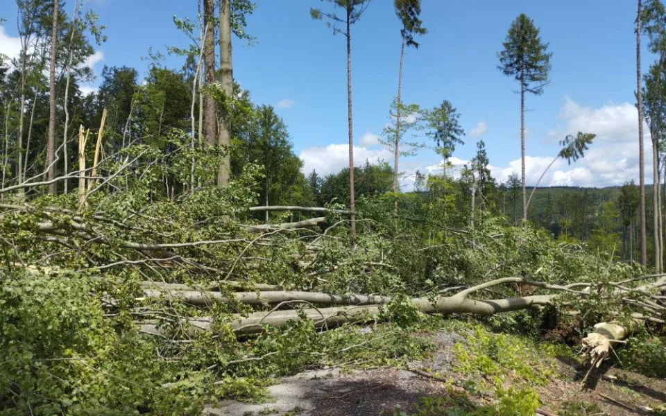 Bouře poškodila v Masarykově lese přes čtyřicet tisíc stromů. Podnik vydá zákaz vstupu do lesa
