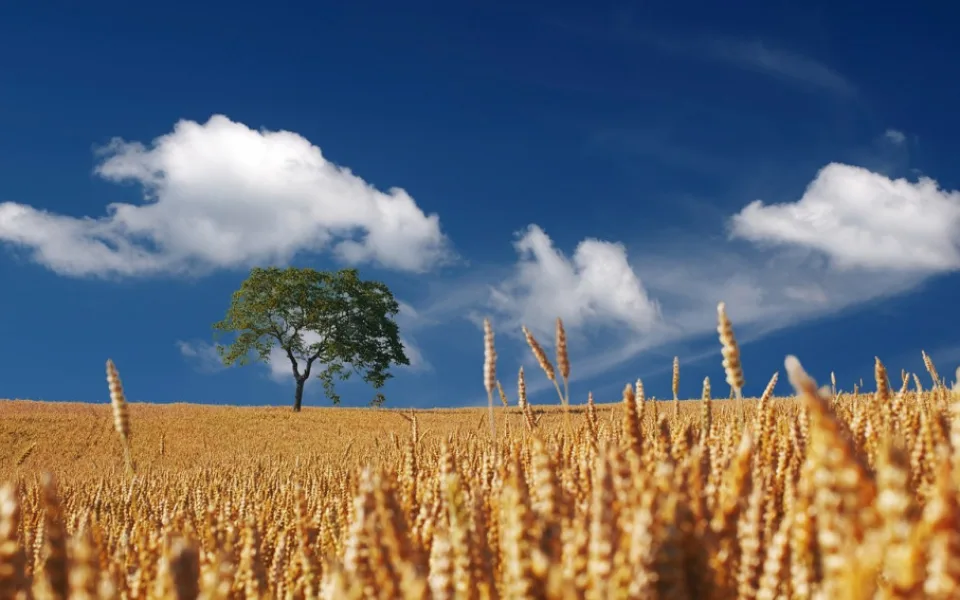 field-192179_1280