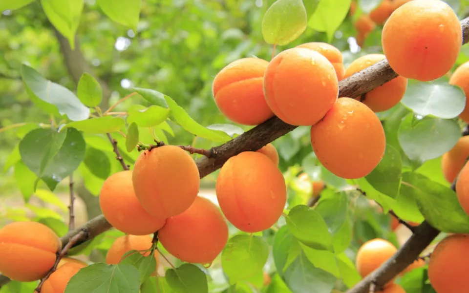 apricots-824626_1280