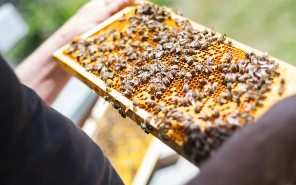 bees-2368228_1280