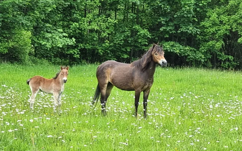 Od Aše po Znojmo. Velcí kopytníci pomáhají v Česku obnovovat krajinu, jedna rezervace je i na jižní Moravě