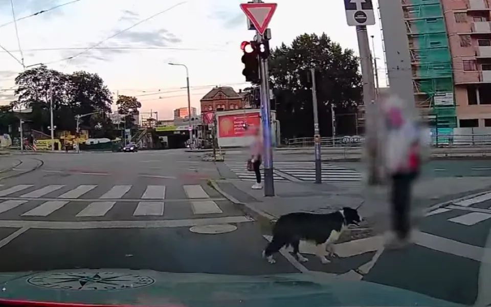 Policisté s vrtulníkem několik hodin hledali seniorku. Našli ji v centru Brna i se psem