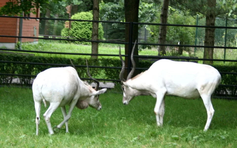 V hodonínské zoo chtějí obnovit chov pouštních antilop. K samici získali samce z Berlína