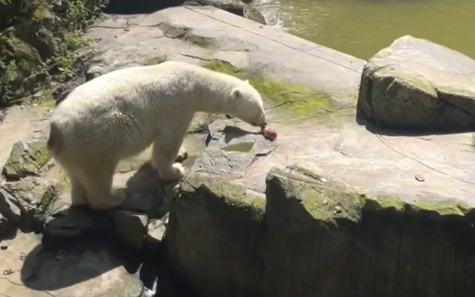 Zvířata v brněnské zoo dostávají ve vedru nanuky i ledové dorty. Možná je čeká i rochnění v ledu