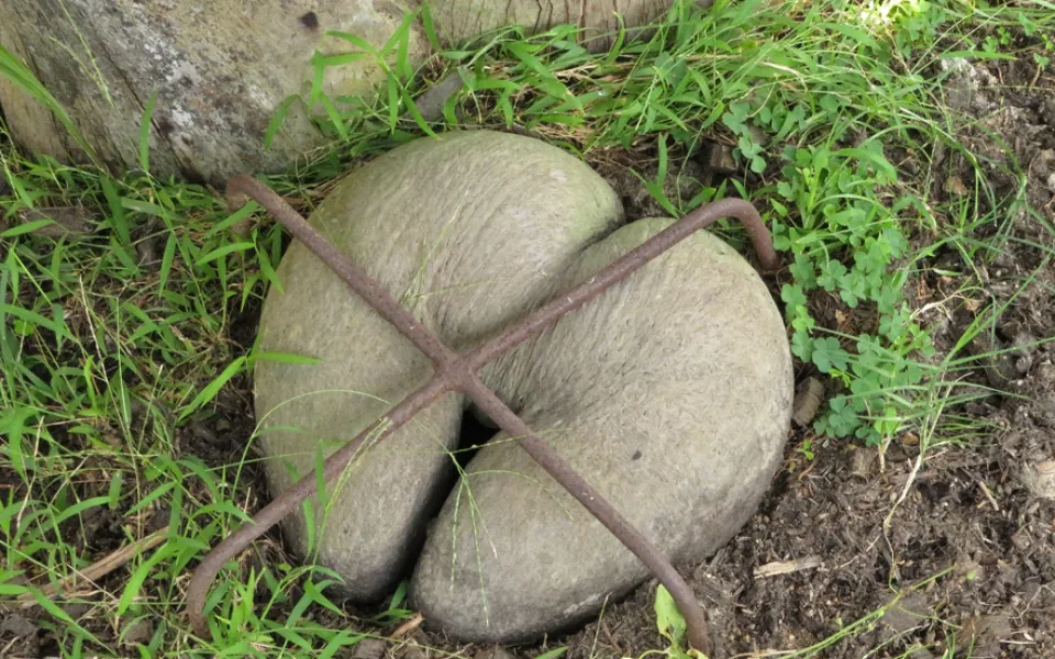 Brněnská botanická zahrada získala největší semeno světa. Nic z něj ale už nevyroste