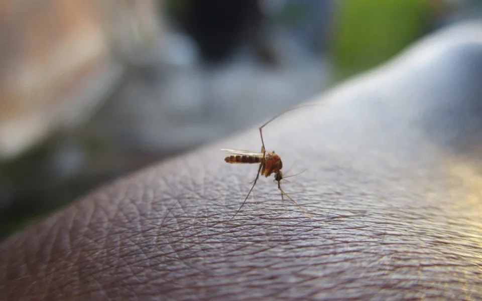 Na Břeclavsku bojují s komáry v přírodě i na zahradách. Hygienici letos evidují více invazních druhů
