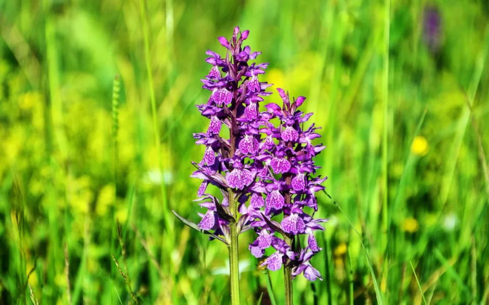 Ochránci přírody kosili podmáčené louky na Blanensku. Chráníme vzácnou tím vzácnou orchidej, vysvětlují