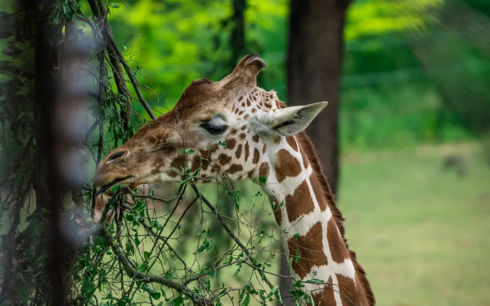Ošetřovatelé v brněnské zoo museli uspat nejstarší žirafu. Toshou byla dlouhodobě nemocná 