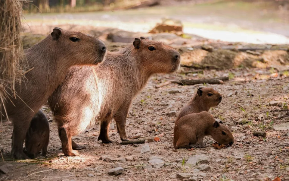 Brňané se konečně dočkali. V zoologické zahradě se narodily čtyři malé kapybary